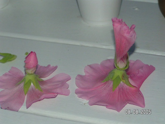DianePixs281