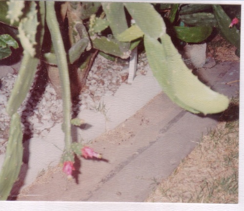 scan029