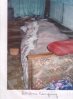 scan344