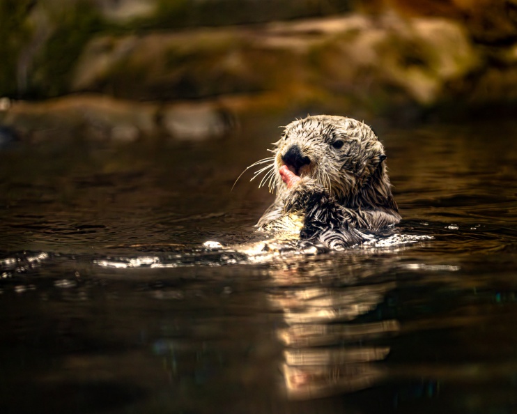 Otter 3